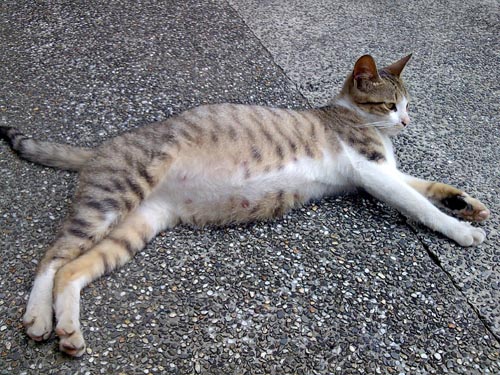 本文章相關圖片