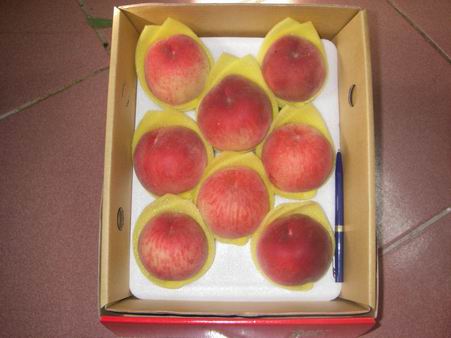 本文章相關圖片