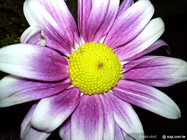 本文章相關圖片