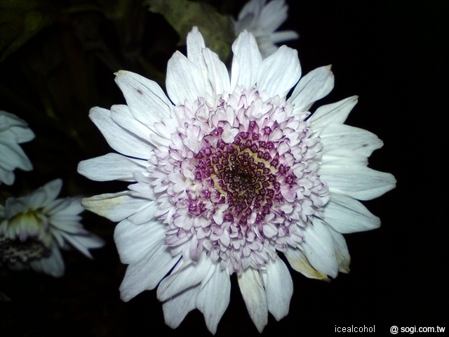 本文章相關圖片