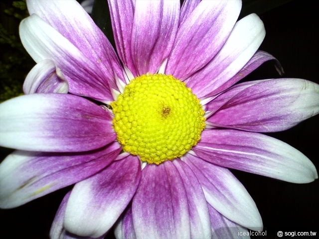 本文章相關圖片