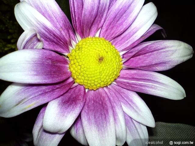 本文章相關圖片