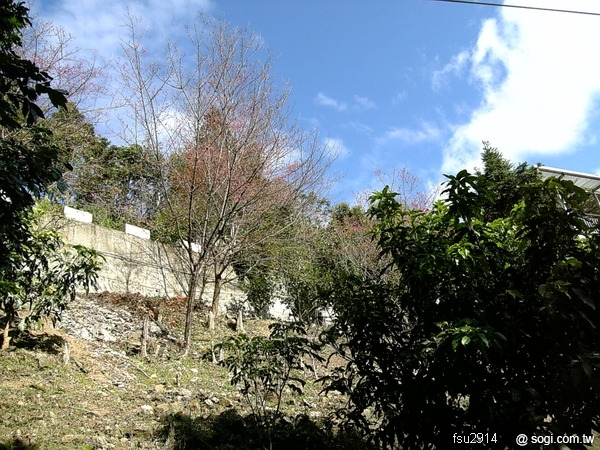 本文章相關圖片