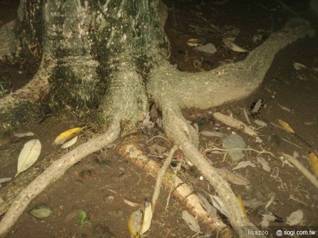 本文章相關圖片