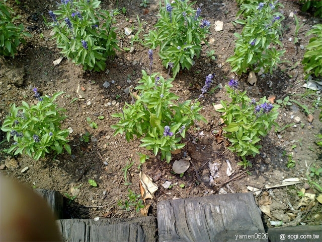 本文章相關圖片