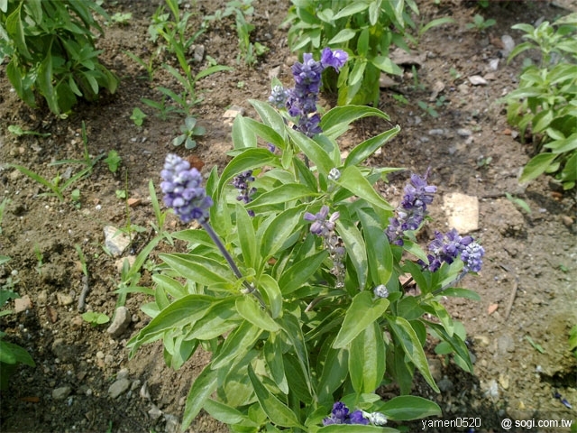 本文章相關圖片