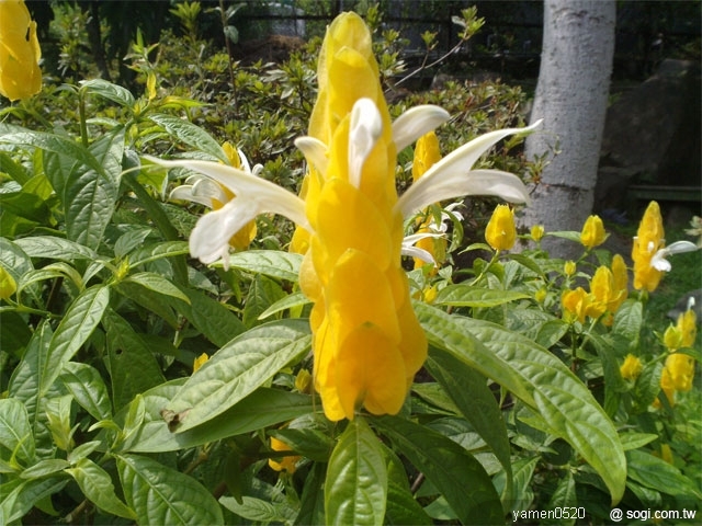 本文章相關圖片