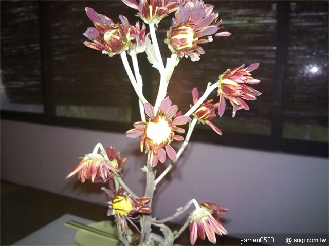 本文章相關圖片