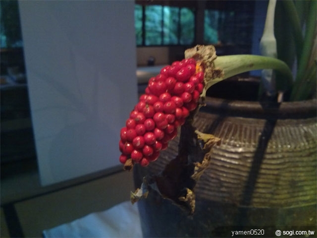 本文章相關圖片