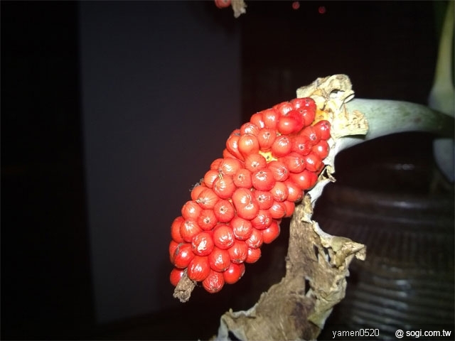 本文章相關圖片