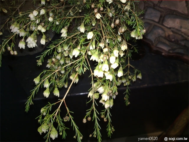 本文章相關圖片