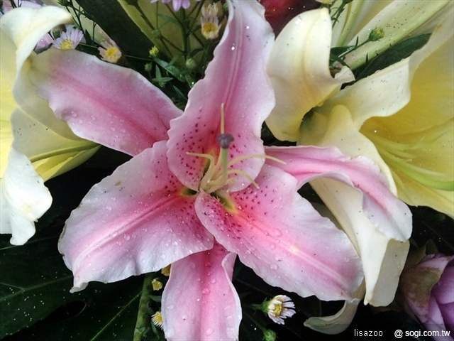 本文章相關圖片