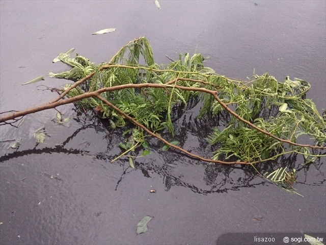 本文章相關圖片