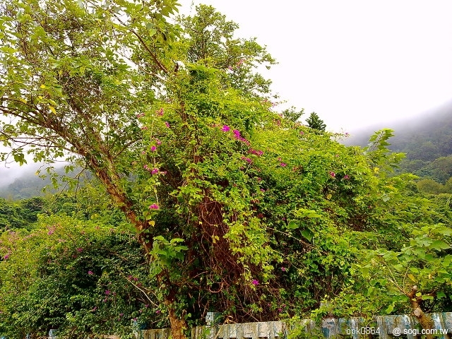 本文章相關圖片