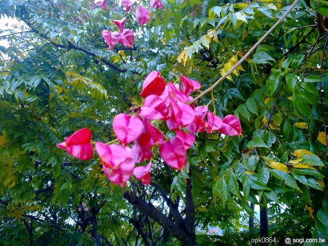 本文章相關圖片