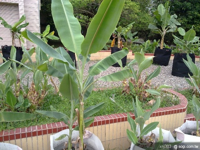 本文章相關圖片