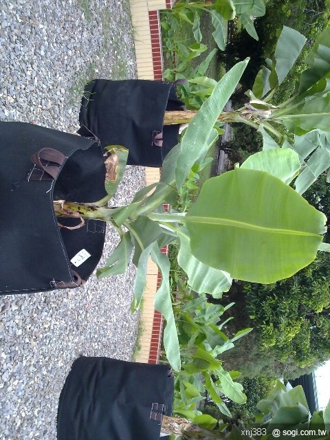 本文章相關圖片