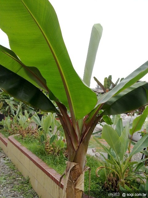 本文章相關圖片