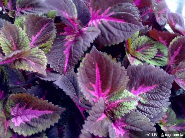 本文章相關圖片