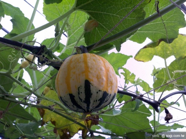 本文章相關圖片