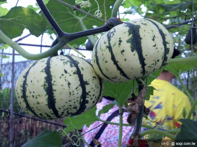 本文章相關圖片