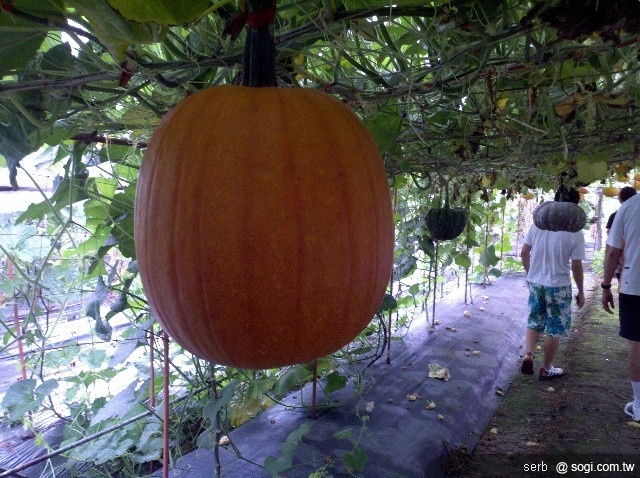 本文章相關圖片