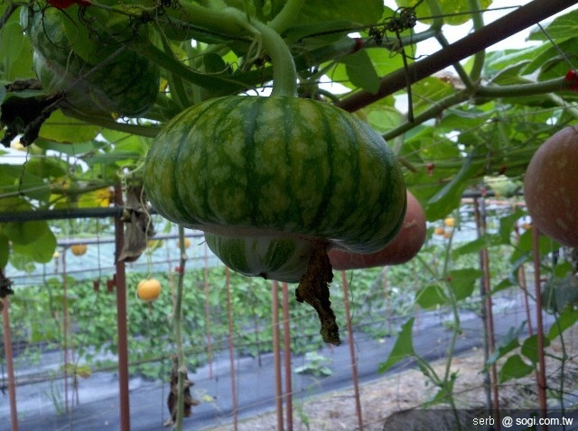 本文章相關圖片