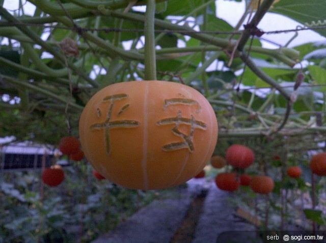 本文章相關圖片