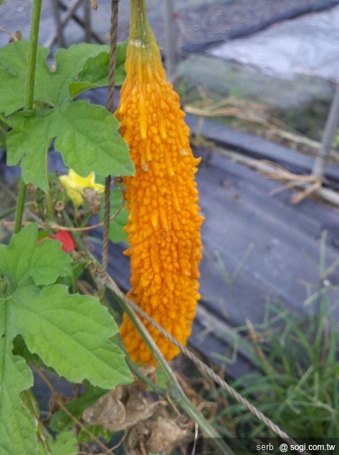 本文章相關圖片