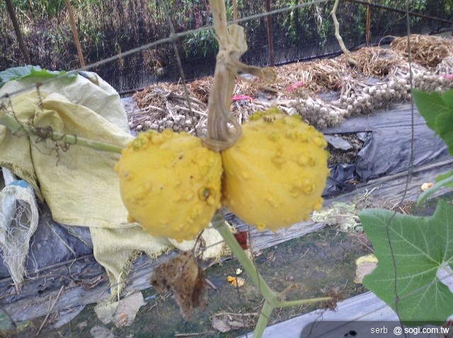 本文章相關圖片